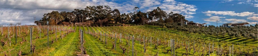My Vineyard