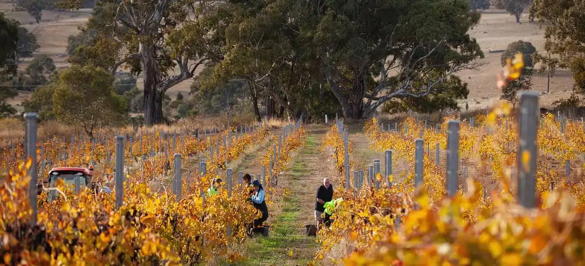 2013 Chris Ringland Hoffmann Vineyard Shiraz - Chris Ringland