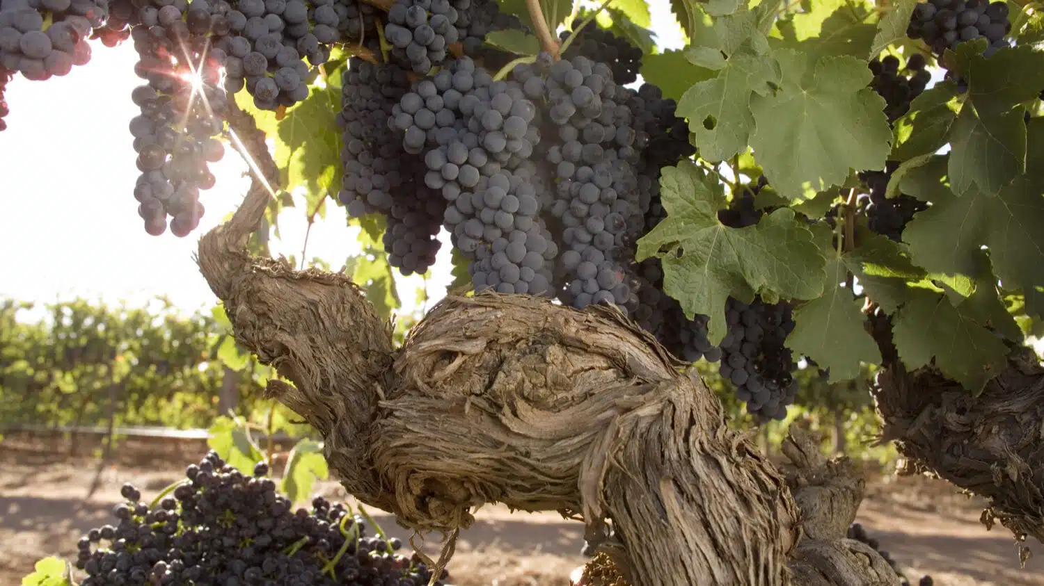 North Barossa - Chris Ringland